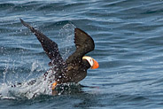 Alaska