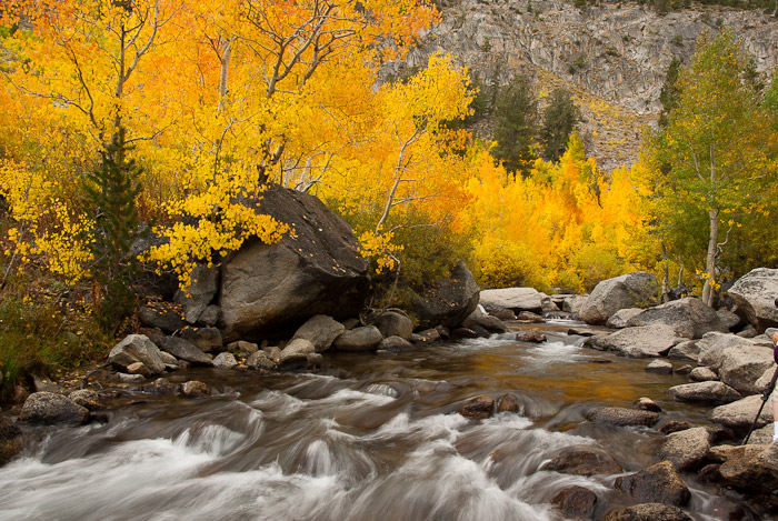 Fall Colors on Bishop Creek, North Fork 