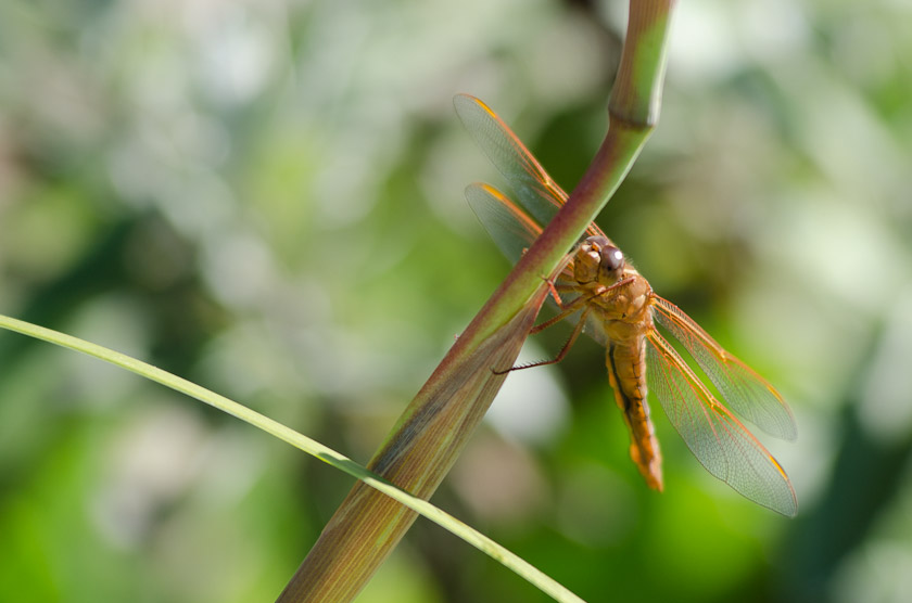 Dragonfly