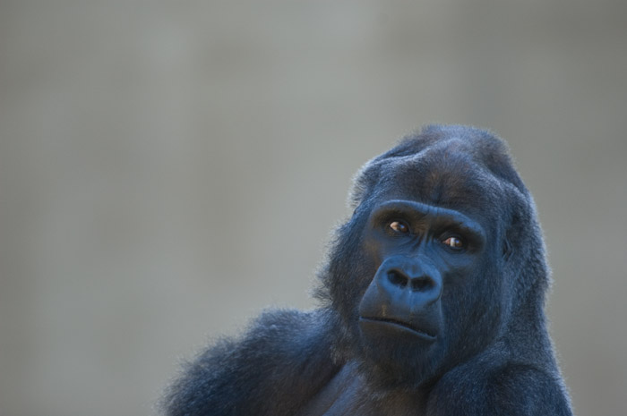 Silverback Gorilla
