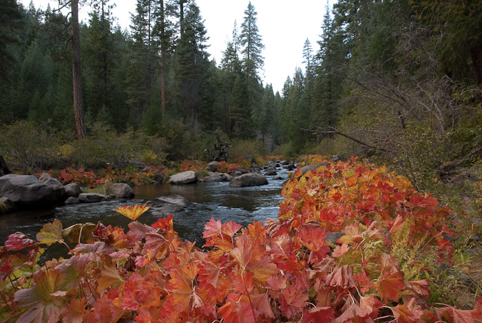 Fall Colors along Deer Creek, Plumas County, California