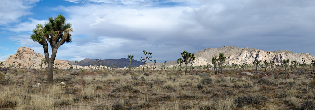 Joshua Tree National Park