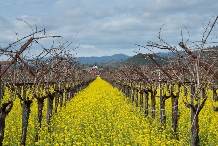 Napa Valley, Mustard Among the Vines