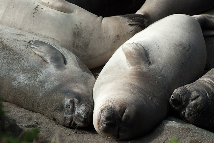 Sea Lions