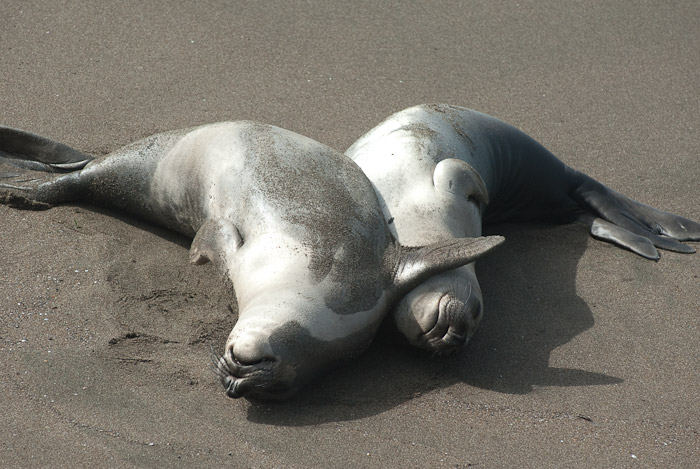 Sea Lions