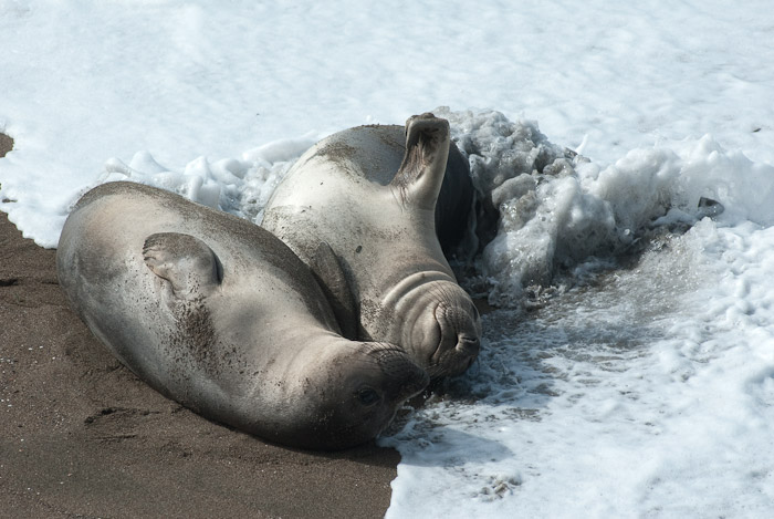 Sea Lions