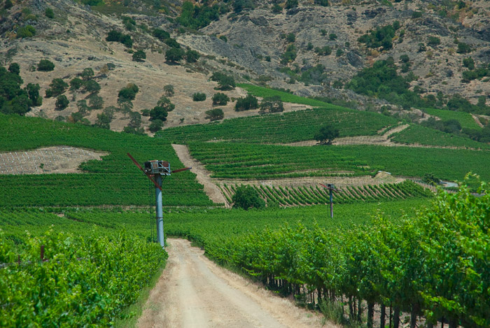 Vineyard in Stag's Leap