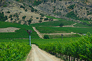 Napa