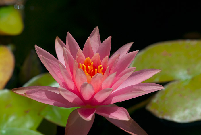 Water Lilly at Darioush