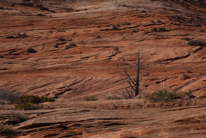 Zion Plateau, Zion National Park