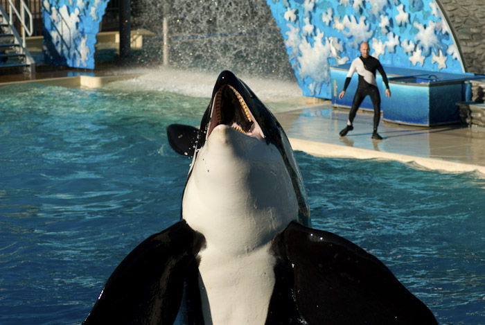 Killer Whale Show at Sea World