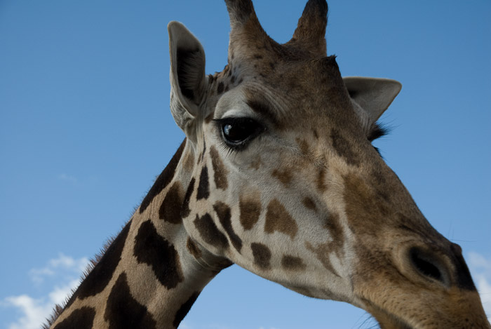 Giraffe at the San Diego Wild Animal Park