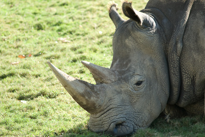 Rhino at the San Diego Wild Animal Park