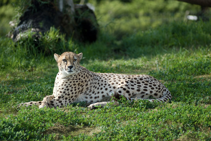 Cheetah at the San Diego Wild Animal Park