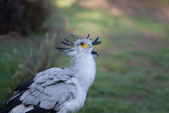 Bird at the San Diego Wild Animal Park