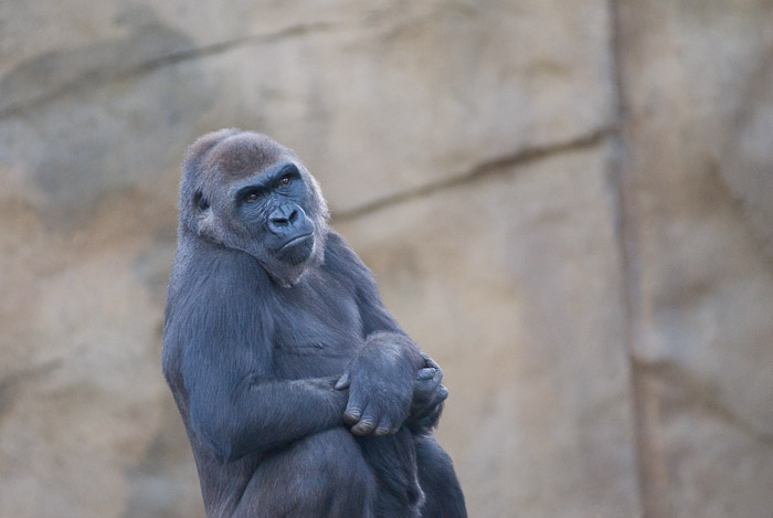 Gorilla at the San Diego Wild Animal Park