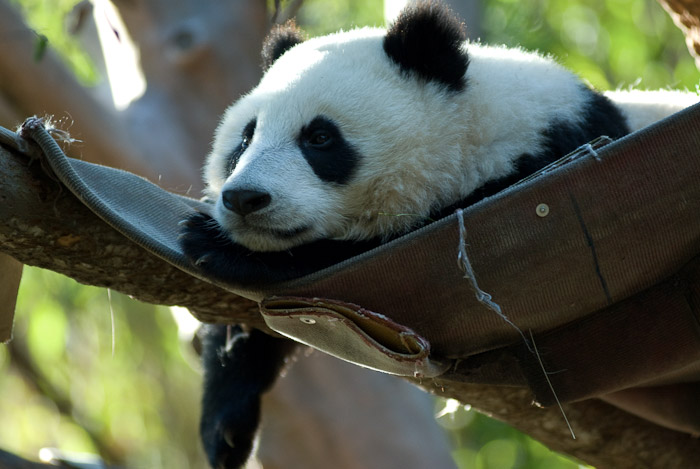 Panda at the San Diego Zoo