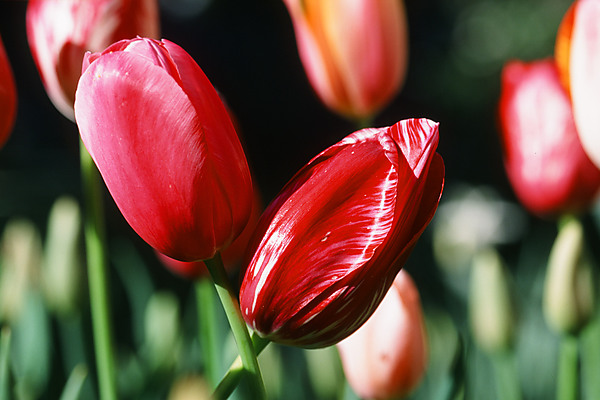 Crossed Tulips