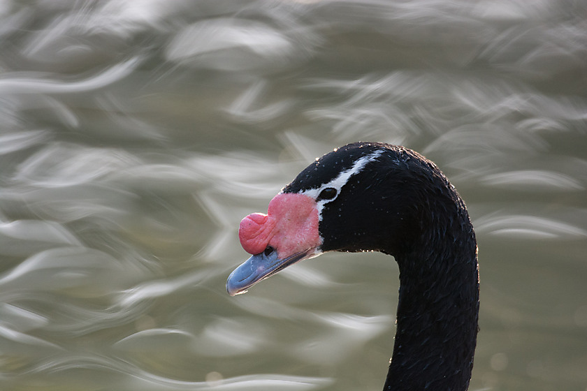 Black-necked Swan