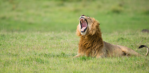 Male Lion Yawning
