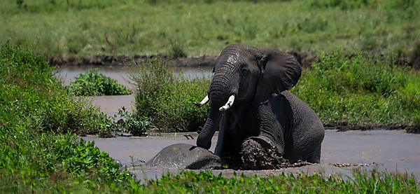 Elephant Playing In Water