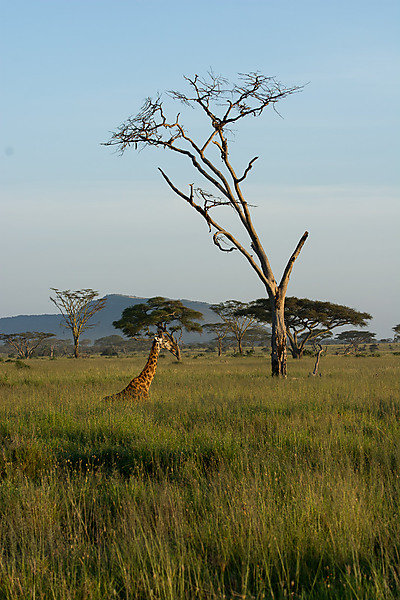 Giraffe in the Grasslands