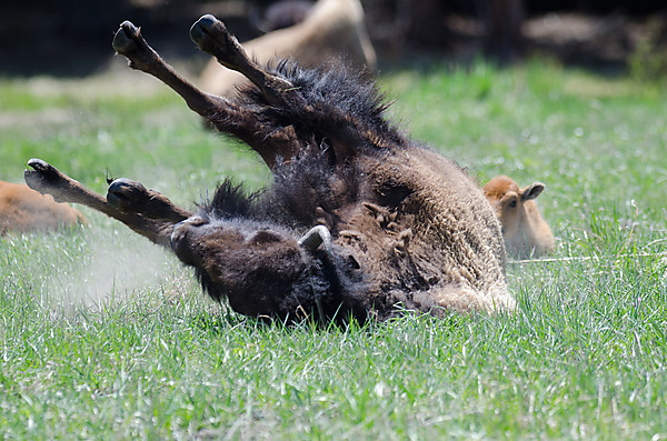 Buffalo Rolling in Grass
