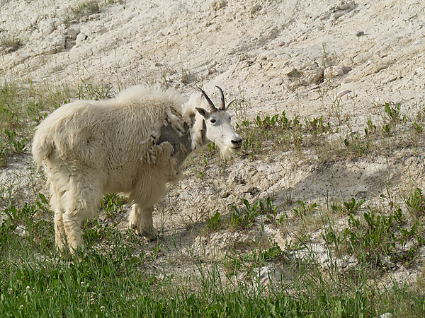 Mountain Goat, along Ice Fields Parkway