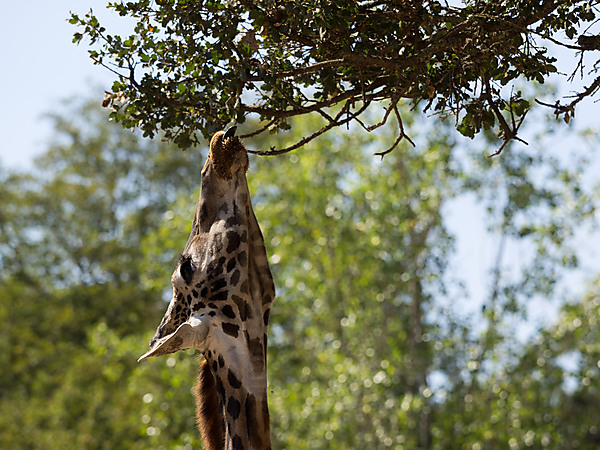 Giraffe Reaching