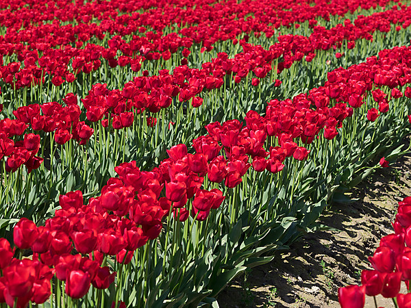 Red Tulip Rows