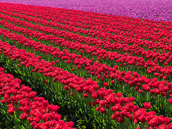 Red and Purple Tulip Rows