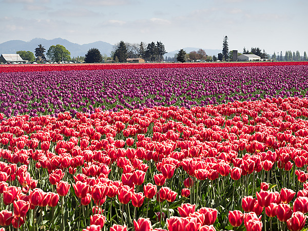 Red and Purple Tulip Fields