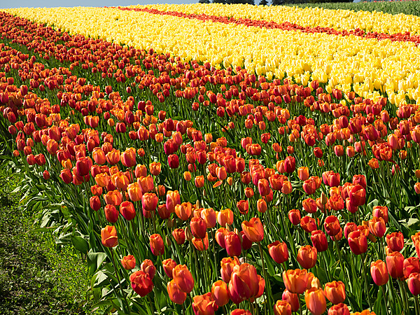 Orange and Yellow Tulip Fields