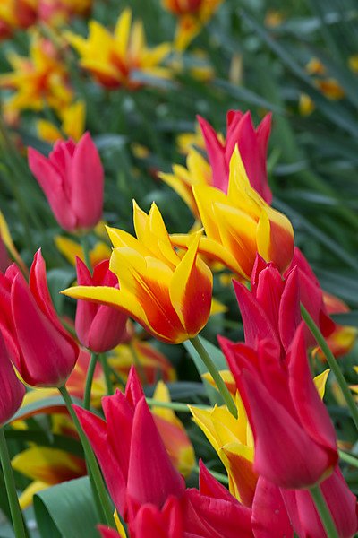 Synaeda King Tulips