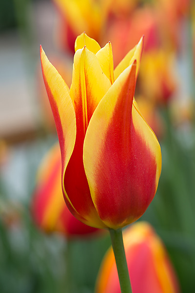 Synaeda King Tulip