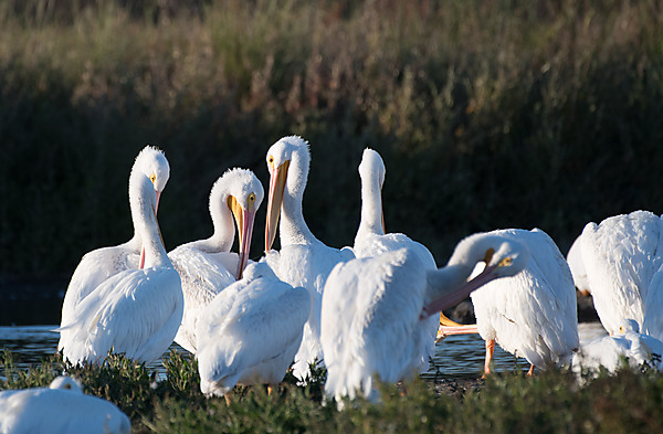 Group of American Pelicans