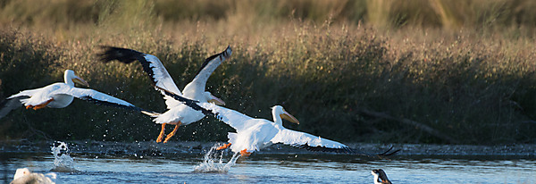Group of American Pelicans Starting Flight