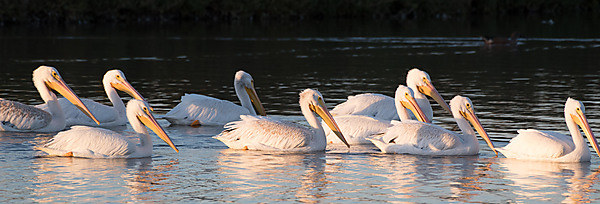 Group of American Pelicans Floating