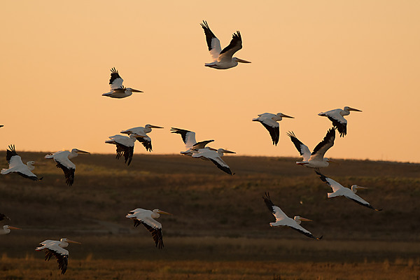 Group of American Pelicans In-Flgiht at Sunset