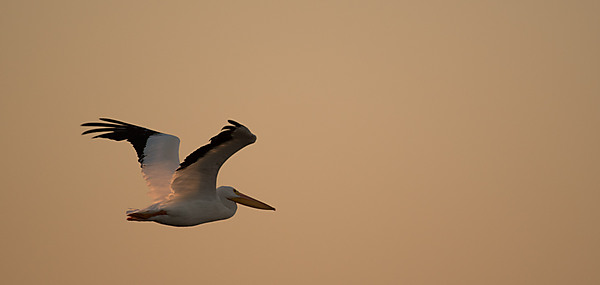 American Pelican In-Flight at Sunset