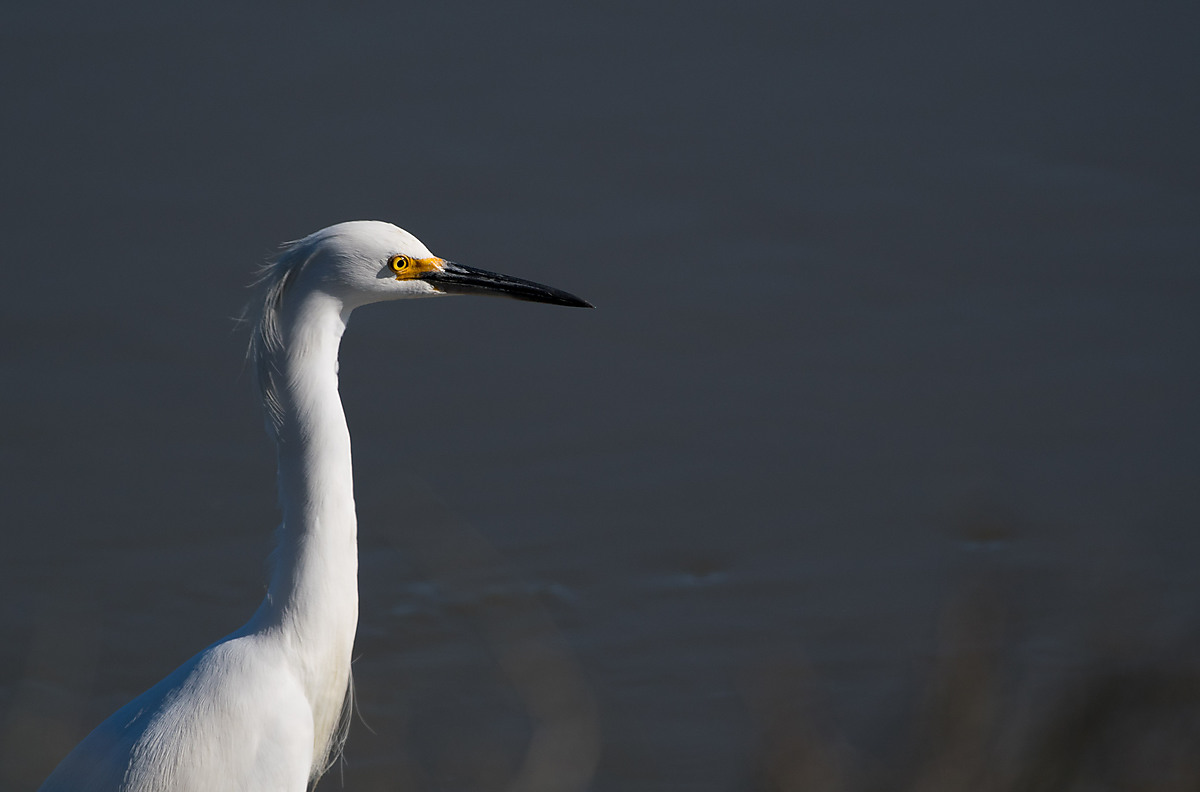 Snowy Egret