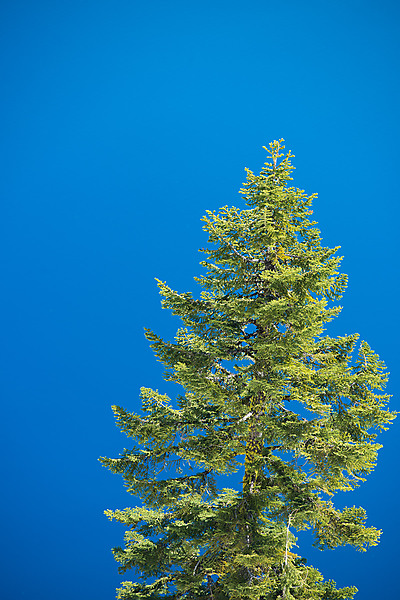 Pine Tree Front of Crater Lake