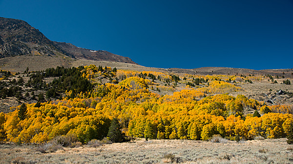 Hillside Ablaze with Fall Color