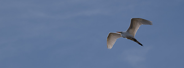  Snowy Egret in Flight