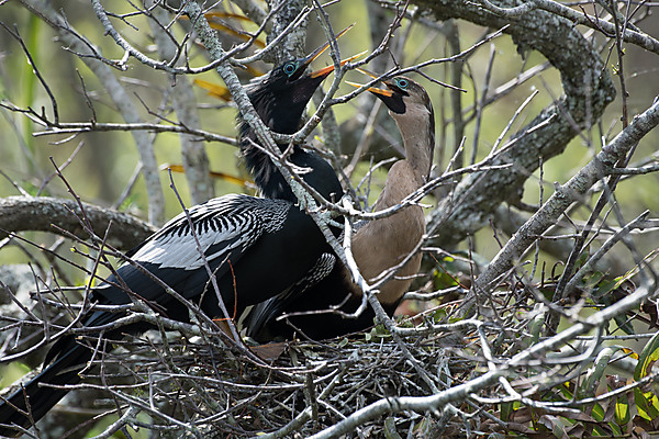 Anhingas, Male and Female