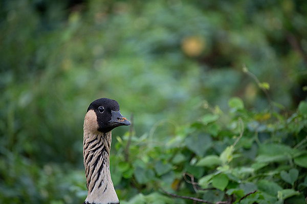 nēnē (Hawaiian Goose)