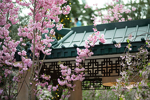 Cherry Blossoms, Flower Dome