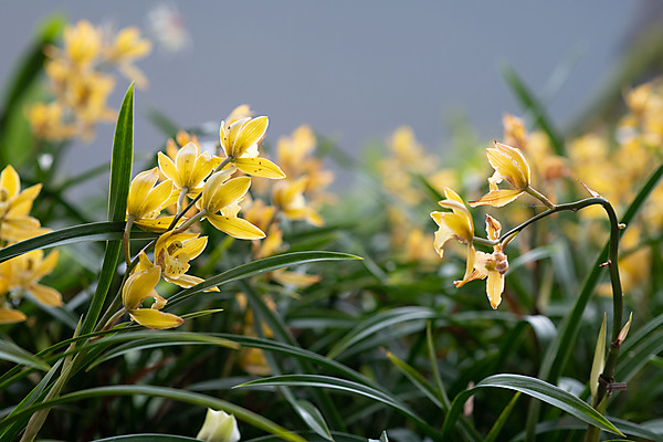 Orchids, Cloud Forrest