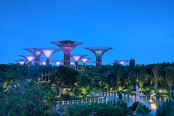 Dusk at Supertree Grove, Gardens by the Bay