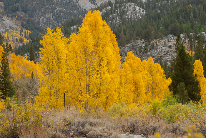Fall Colors in the Eastern Sierra